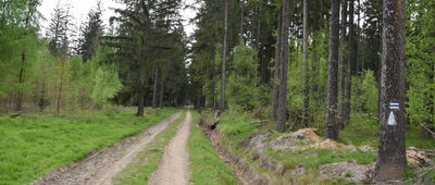 Pod Chojniakiem ↔ Borówno, rozejście szlaków