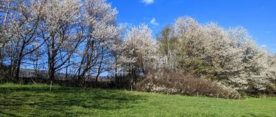 Porąbka, ul. Smrekowa ↔ Kiczera [Beskid Mały - wiosna w przysiółku Iwanowo]