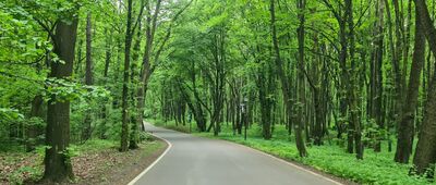 Park Śląski, leśniczówka ↔ Aleja Klonowa