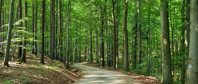 Ferdinandov ↔ Malý Štolpich, u vdp.