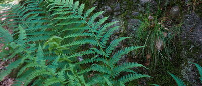 Odejście szlaku czarnego ↔ Odejście szlaku żółtego