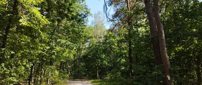 Rozejście szlaków [Las w Konstancinie]