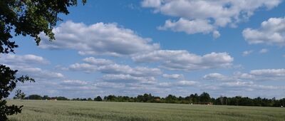 Rezerwat Obory [Szlak między rezerwatem Obory a Łyczynem]