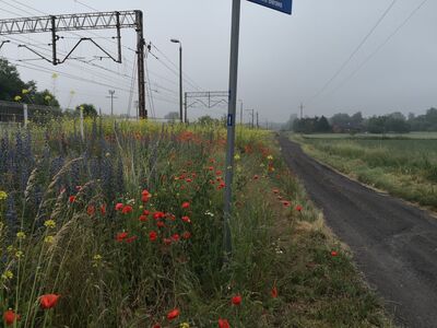 Piękny nieużytek przy torach