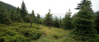 Sedlo pod Vřesovkou, rozc.