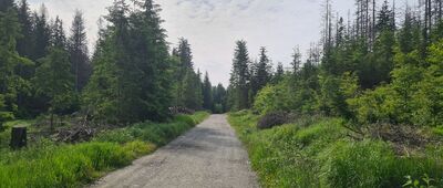 Skalne Grzyby, parking ↔ Pod Dzikiem