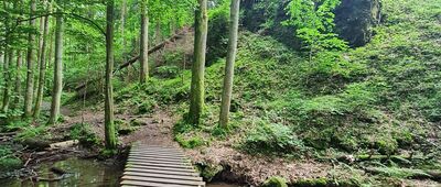 Wąwóz Myśliborski, odejście ścieżki przyrodniczej ↔ Odejście ścieżki przyrodniczej