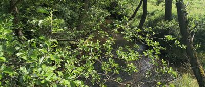 Sławków, walcownia ↔ Sławków ul. Browarna [Biała Przemsza]