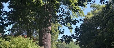 Rudy, Zespół Klasztorno-Pałacowy ↔ Rudy, Park klasztorno-pałacowy [Pokaźny Dąb Cysters]