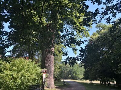 Pokaźny Dąb Cysters