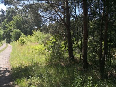 Szlak Morza Rybnickiego w okolicach skrzyżowania z Okrężnym Gliwic