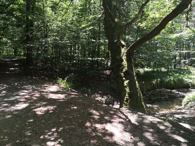 Drzewo pochylone nad leśną rzeczką