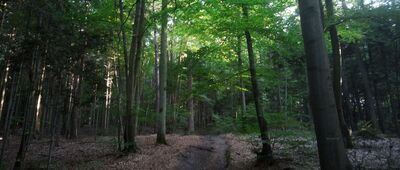 Kielce, Stadion Leśny ↔ Kielce, skocznia