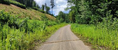 Bojanice, leśniczówka ↔ Bojanice, leśniczówka rozwidlenie