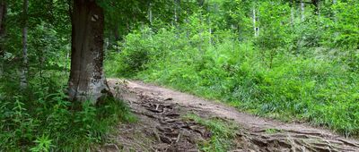Rozejście szlaków nad Nasicznem ↔ Dwernik Kamień, rozejście szlaków