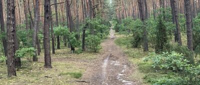 Posada Łubiec ↔ Roztoka, skrzyżowanie szlaków czerwony / zielony