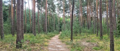 Rozejście szlaków ↔ Rozejście szlaków