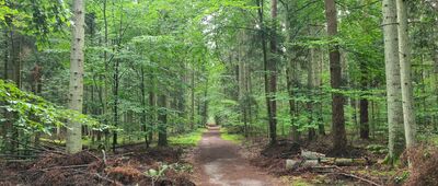 Rozejście szlaków ↔ Pomnik Pamięci Poległych Leśników