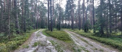 Górecko Kościelne, Szum ↔ Droga Kościelna