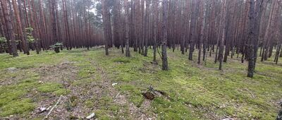 Górecko Kościelne, rozejście szlaków ↔ Tarnowola