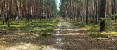 Tarnowola ↔ Rozejście szlaków