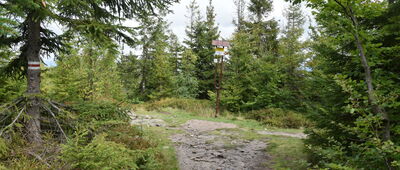 Magurka Radziechowska