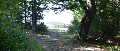 Skrzadnita