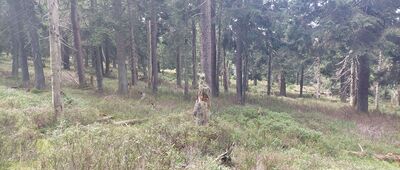 Jaskółcze Skały ↔ Rozejście przy Schronisku Na Śnieżniku