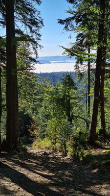 Żótły szlak na Turbacz przed Polaną Wszołów
