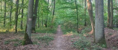 Wojcieszyn, Las Radawiecki ↔ Motycz