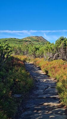 Czerwony szlak na Babią Górę wśród kosodrzewiny