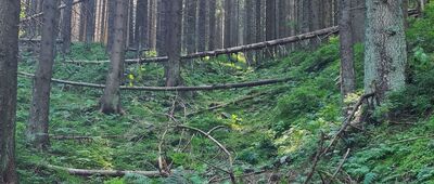 Szkolnikowe Rozstaje ↔ Skręt Ratowników [Las widziany z niebieskiego szklaku na wysokości Sulowego Potoku]