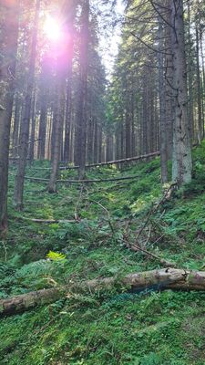 Las widziany z niebieskiego szklaku na wysokości Sulowego Potoku