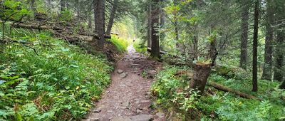 Odbočka Zimnej cesty na Štrbské Pleso ↔ Popradské pleso, rázcestie