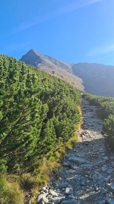 Widok z zielonego szlaku na Krywań