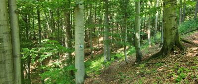 Odejście do bunkra Diabli Młyn ↔ Bunkier Diabli Młyn