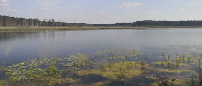 Kierzki ↔ Lisów [Staw Piłka]