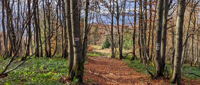 Odejście ścieżki przyrodniczej ↔ Jasło [Bieszczady - czerwonym szlakiem z Dużego Jasła do Cisnej]