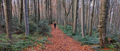 Odejście ścieżki przyrodniczej ↔ Jasło [Bieszczady - czerwonym szlakiem z Dużego Jasła do Cisnej]