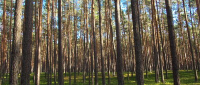 Wodospad na Jeleniu ↔ Rezerwat nad Tanwią