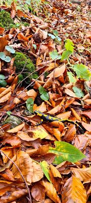 Salamandra plamista spotkana w Rezerwacie Wysokie Skałki