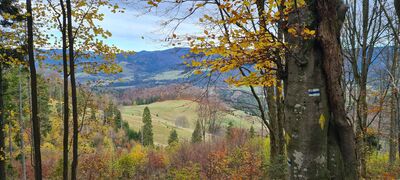 Widok z niebieskiego szlaku w kierunku Połoniny Kiczera