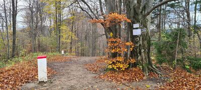 Szczyt Borsuczyny 939 m n.p.m.