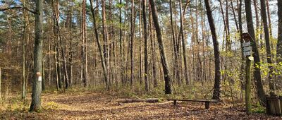 Denny Las [Denny Las, skrzyżowanie szlaków]