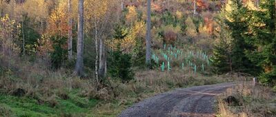 Rozejście szlaków ↔ Buková hora