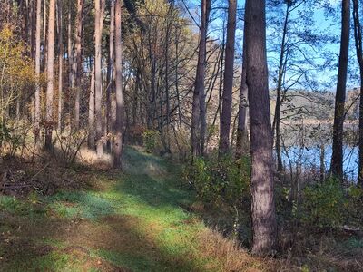Droga, którą można ominąć zarośnięty fragment szlaku nad samym Jeziorem Białym