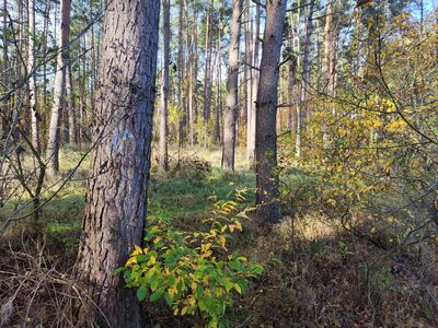 Szlak biegnie brzegiem Jeziora Białego. Trudna przeprawa zarośniętą ścieżką.