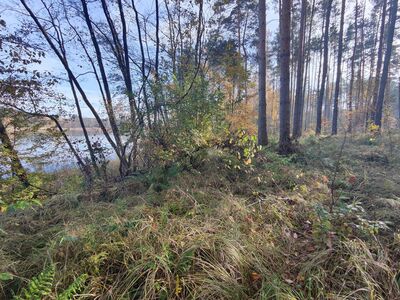 Zarośnięta ścieżka brzegiem Jeziora Białego.