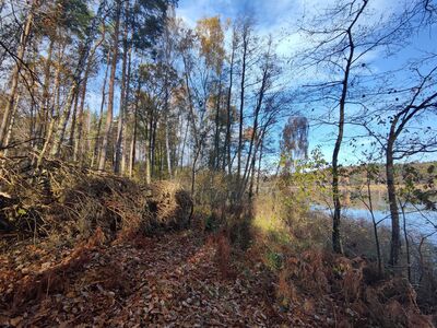 Zarośnięta ścieżka brzegiem Jeziora Białego.