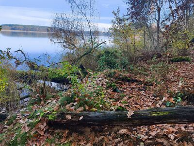 Szlak biegnie brzegiem Jeziora Białego. Momentami teren jest trudny.